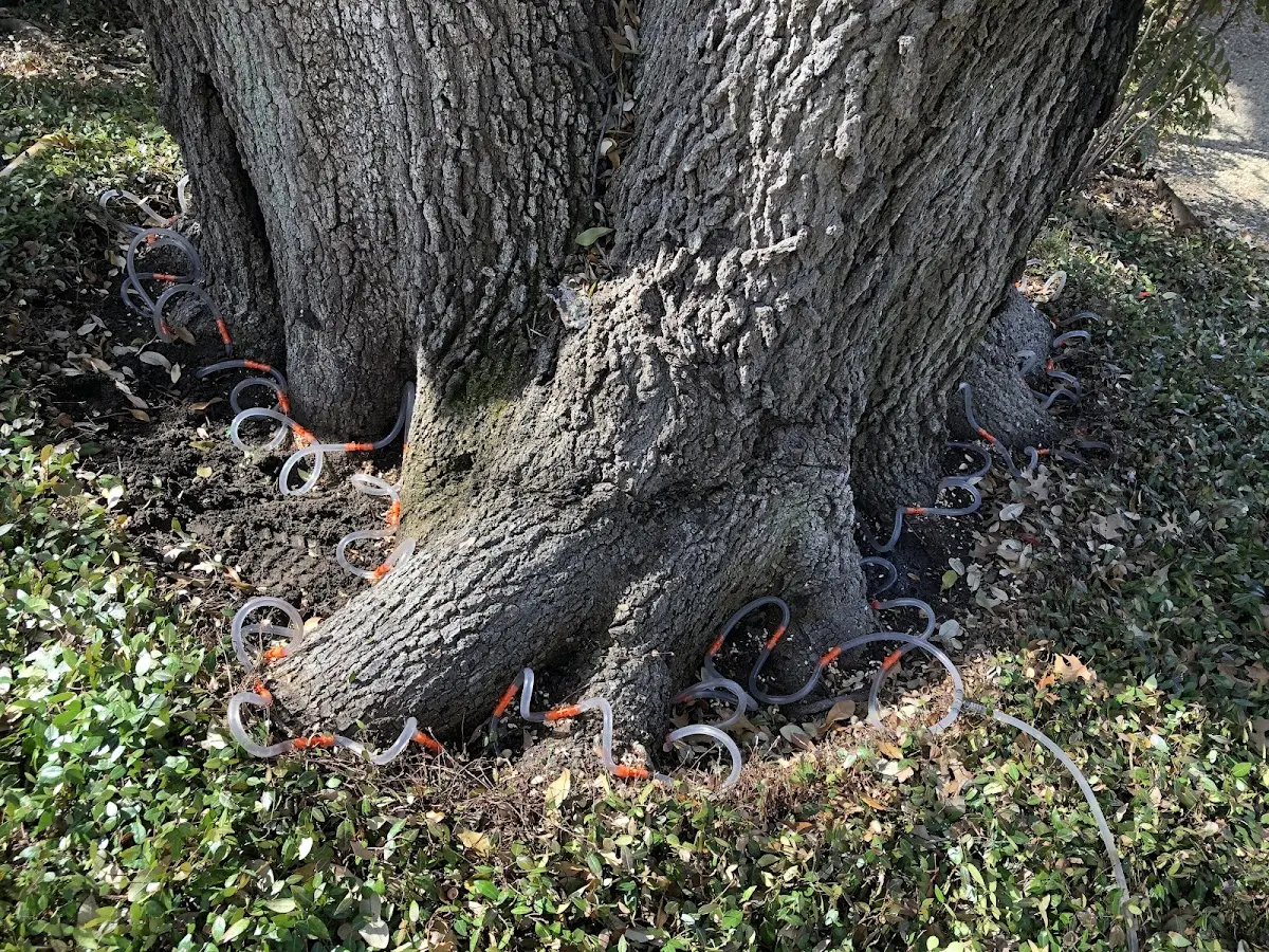 Detailed Tree Cabling and Bracing job site in Goshen